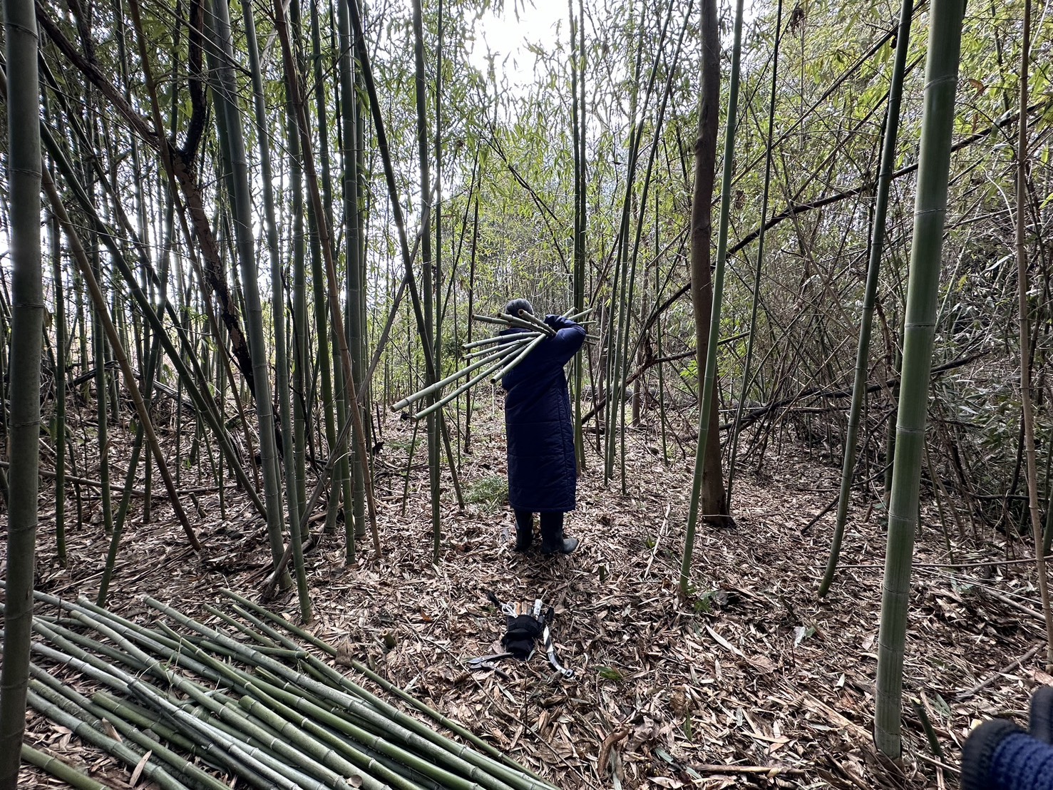 竹探しの旅